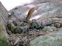 A very aggressive copperhead. (Category:  Rock Climbing)