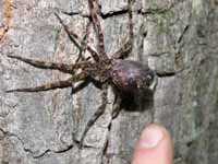 GIANT spider! (Category:  Rock Climbing)