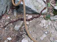 Young copperhead cruising around my rope. (Category:  Rock Climbing)