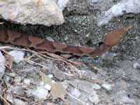 The juvenile copperheads are the most dangerous because they can't control their venom and will give a full dose when they bite. (Category:  Rock Climbing)