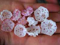 Sarah's collection of Mountain Laurel flowers. (Category:  Rock Climbing)