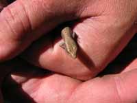 Tiny lizard. (Category:  Rock Climbing)