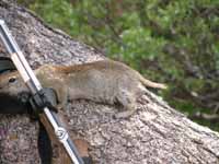 This ground squirrel really wanted to lick the salt off Guy's trekking poles. (Category:  Rock Climbing)