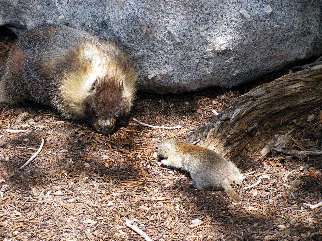 Marmot and ground squirrel back at our bivy site. (Category:  Rock Climbing)