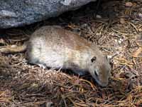 Ground squirrel (Category:  Rock Climbing)
