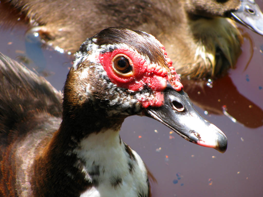 Duck (Category:  Family)