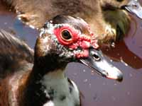 Duck (Category:  Family)