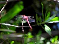 Really cool red dragonfly. (Category:  Family)