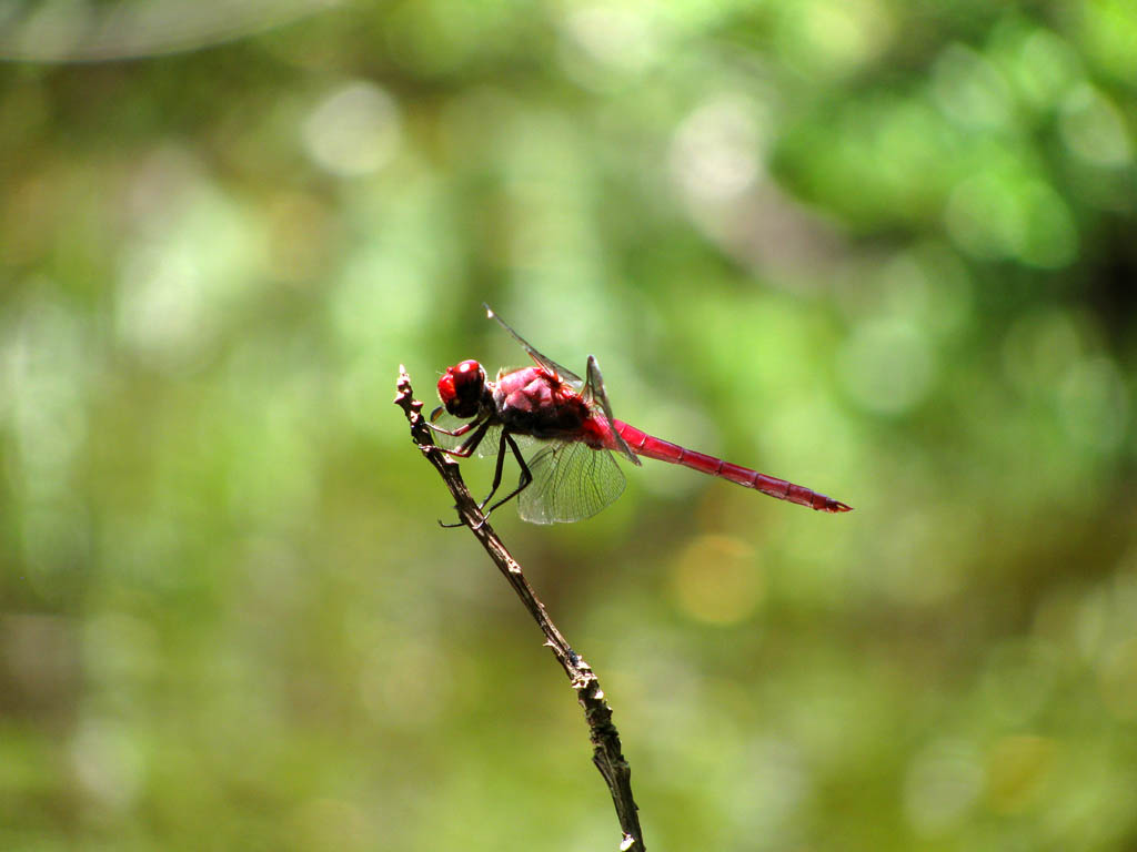 Orthemis ferruginea or Brachymesia furcata maybe? (Category:  Family)