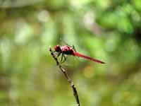 Orthemis ferruginea or Brachymesia furcata maybe? (Category:  Family)