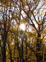 Emily took this picture of the setting sun and fall colors. (Category:  Tree Climbing)