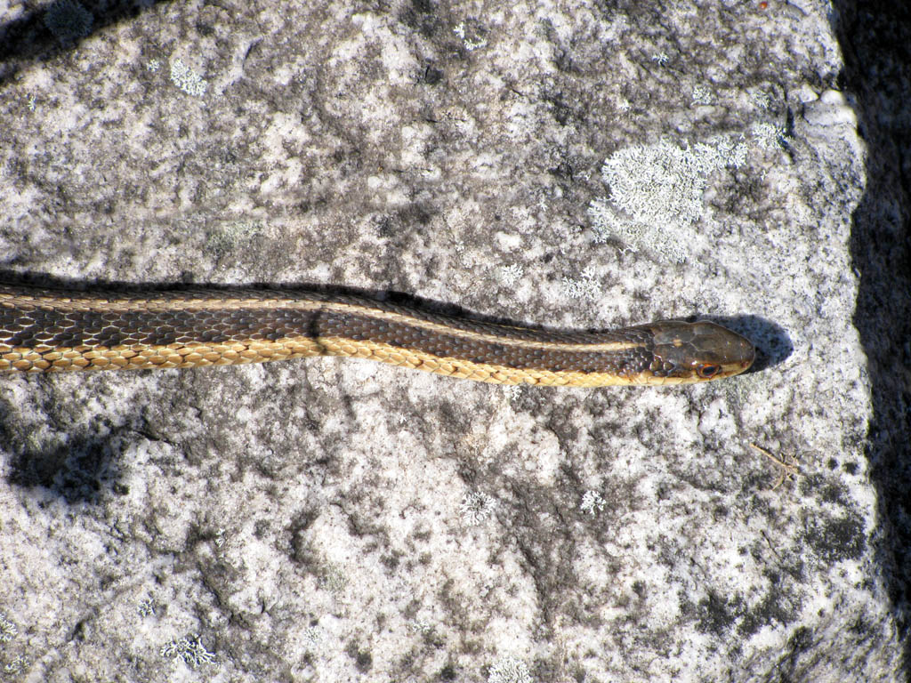 Snake (Category:  Rock Climbing)