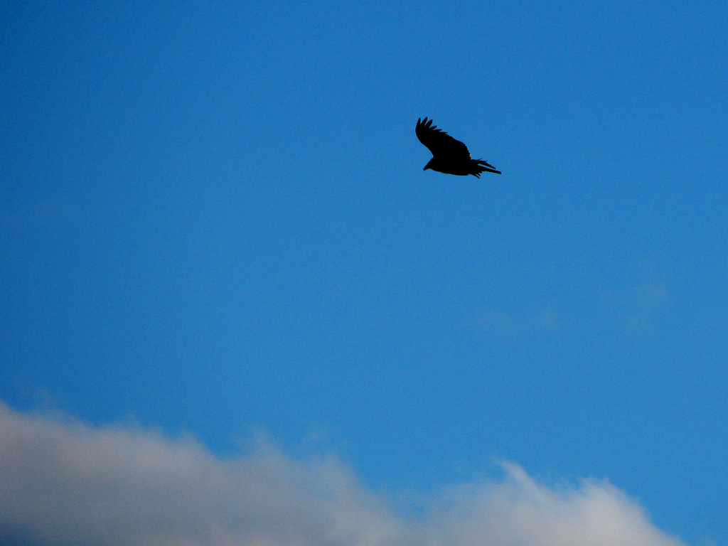 Emily got a bunch of great Turkey Vulture pictures from the top of Arrow. (Category:  Rock Climbing)