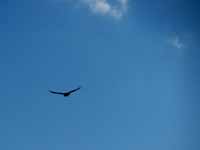 Emily got a bunch of great Turkey Vulture pictures from the top of Arrow. (Category:  Rock Climbing)