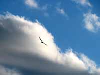 Emily got a bunch of great Turkey Vulture pictures from the top of Arrow. (Category:  Rock Climbing)