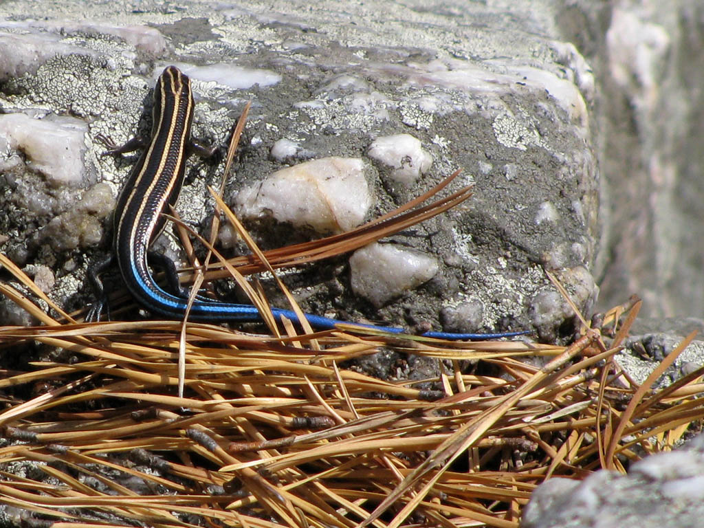 Blue Tailed Skink (Category:  Rock Climbing)