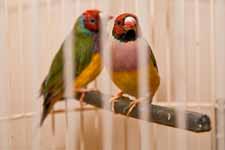 Finches. (Category:  Family)