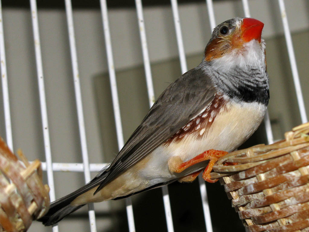 One of the older finches.  Pappa or Buddy. (Category:  Family)