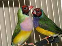 The two Lady Gouldian Finches, Solo and Leia.  I didn't have enough depth of field to get both in focus. (Category:  Family)