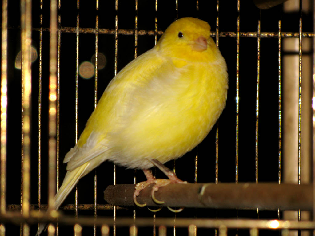 Jazzle the Canary. (Category:  Family)