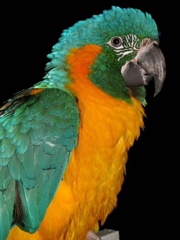 Shayna the Blue-throated Macaw. (Category:  Family)