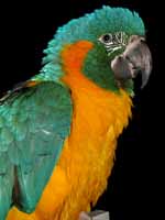 Shayna the Blue-throated Macaw. (Category:  Family)