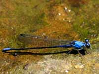 Gorgeous damselfly! (Category:  Travel)