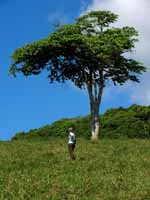 Lone student, lone tree. (Category:  Travel)
