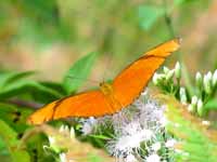 This might be a Julia (<i>Dryas julia</i>). (Category:  Travel)
