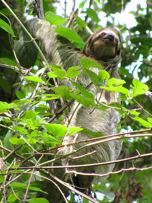 Three Toed Sloth (Category:  Travel)