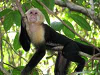 Capuchin.  These monkeys pose for photos.  Seriously. (Category:  Travel)
