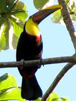 Chestnut Mandibled Toucan (Category:  Travel)