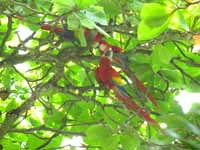 Scarlet Macaws  (Category:  Travel)