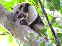 Collared Anteater (Category:  Travel)