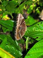 Blue Morpho at rest with its wings folded. (Category:  Travel)