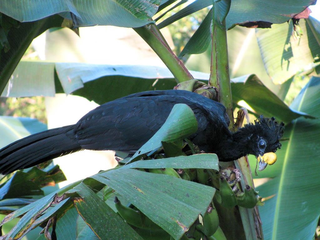 Great Curassow eating bananas. (Category:  Travel)