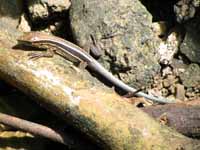Four-striped Whiptail.  I'm pretty sure of this one. (Category:  Travel)
