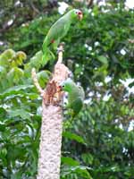 Red-lored Parrots  (Category:  Travel)
