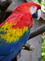 Scarlet Macaw (Category:  Travel)