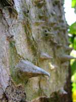 Ceiba spikes (Category:  Travel)