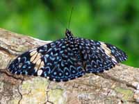 Beautiful butterfly.  They are hard to photograph because they tend to fold their wings while not flying. (Category:  Travel)