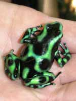 Black and Green Poison Dart Frog (Category:  Travel)