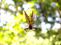 Arrow-shape Micrathena (Category:  Travel)