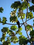 Chestnut Mandibled Toucan in a Cecropia tree. (Category:  Travel)