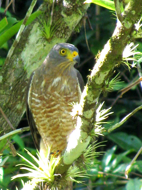 Roadside Hawk (Category:  Travel)