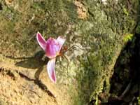 Leaf Cutter Ant carrying a flower. (Category:  Travel)