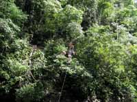 Mark climbing into the King Swing tree. (Category:  Travel)