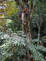 Mark and Dave in the King Swing tree. (Category:  Travel)