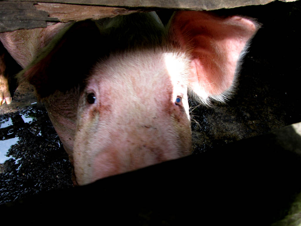 Linga's 210kg pig on New Year's Eve Day. (Category:  Travel)