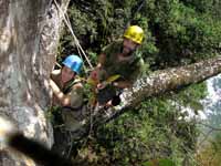 Dave and Mark in the Bengali Tiger Trap tree. (Category:  Travel)